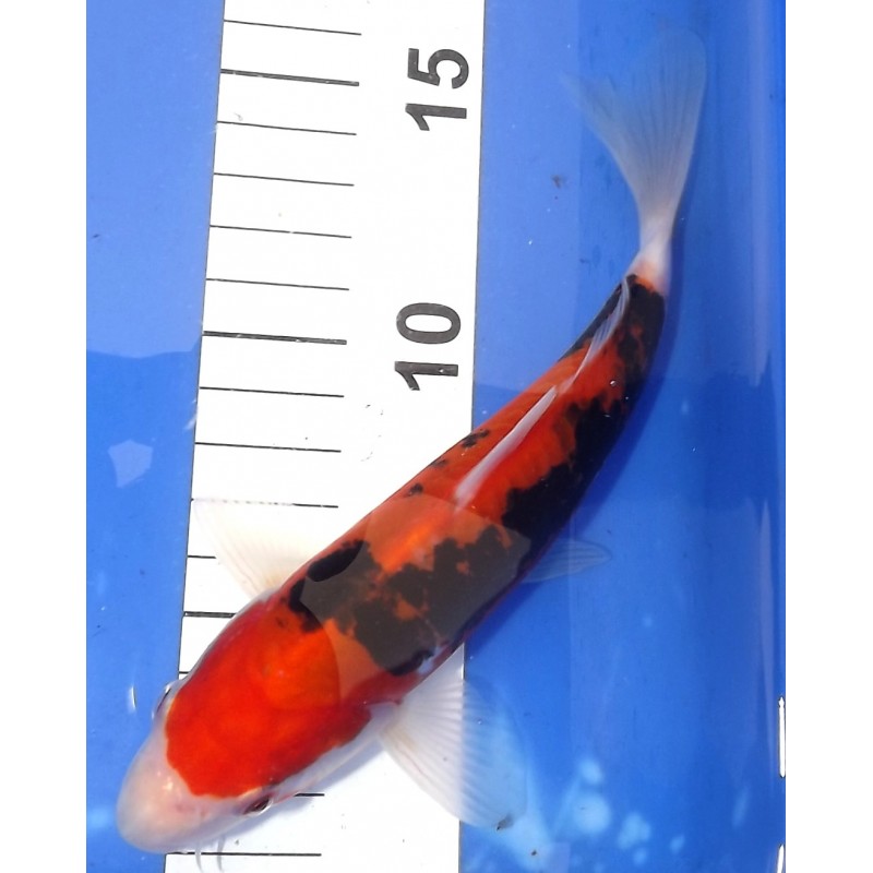 Beni Kumonryu 18-20cm KAWAKAMI