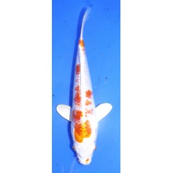 Hariwake 20-25cm Oofuchi