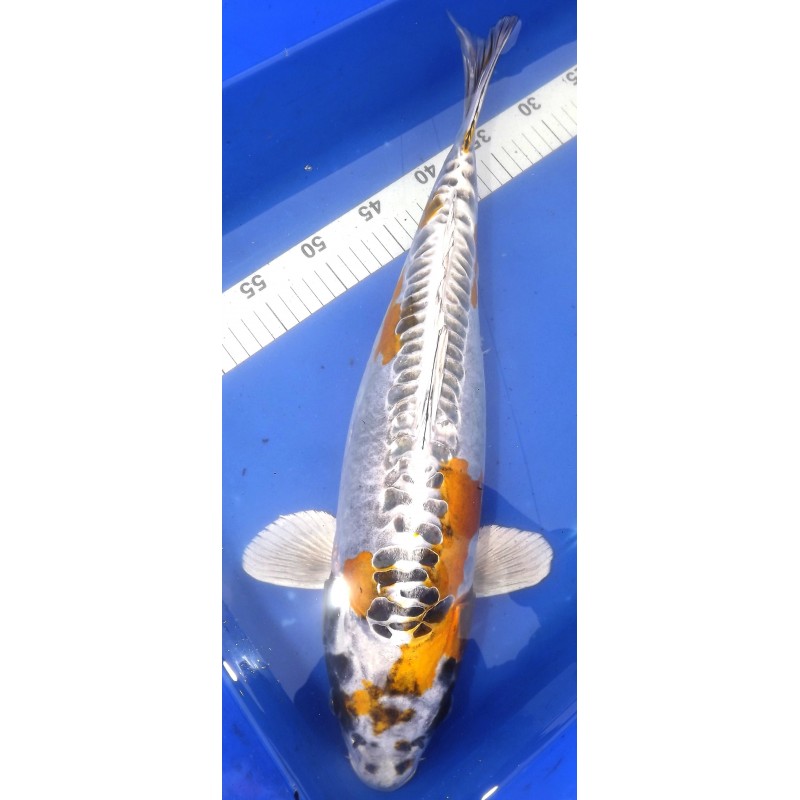 Kin Kikokuryu 45-50cm Femelle Marusaka