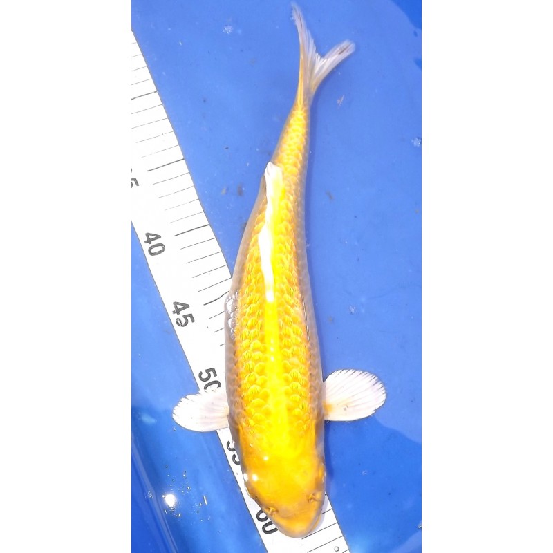 B : Ginrin Yamabuki 35-40cm