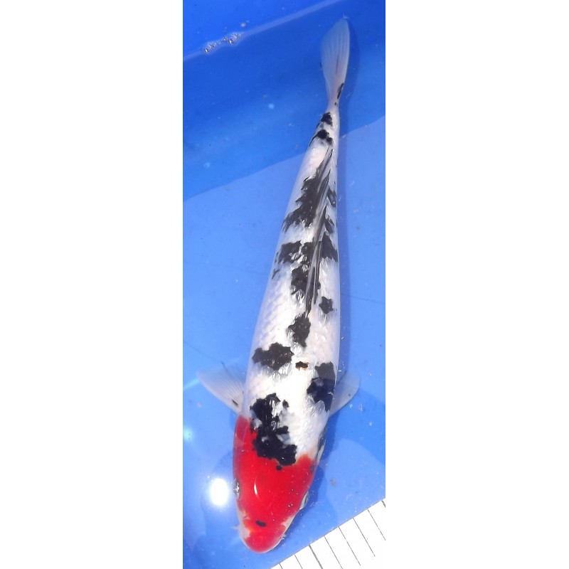 Ginrin Menkaburi Showa 30-35cm