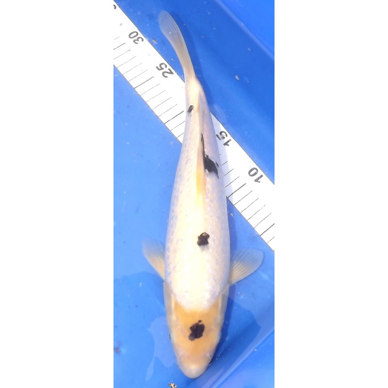 Ginrin 'Tancho' Shiro Bekko 35-40cm