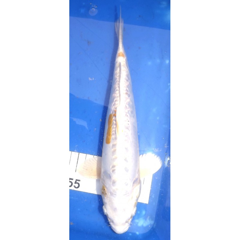 Ginrin Doitsu Hariwake 25-30cm