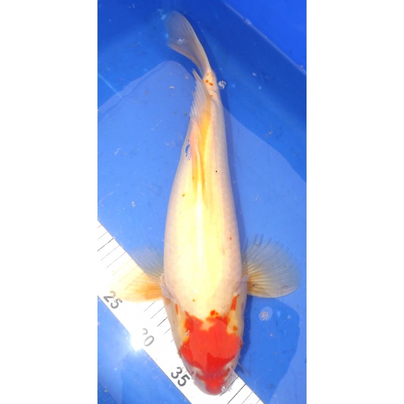 Kohaku voile 40-45cm