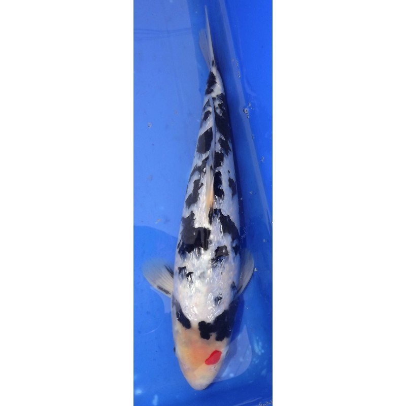 Ginrin Tancho Showa 30-35cm