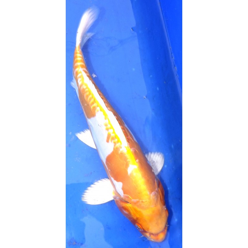 Doitsu Hariwake 35-40cm