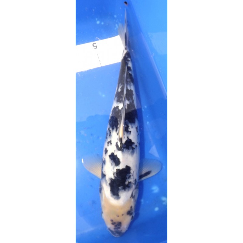 Shiro utsuri 35-40cm