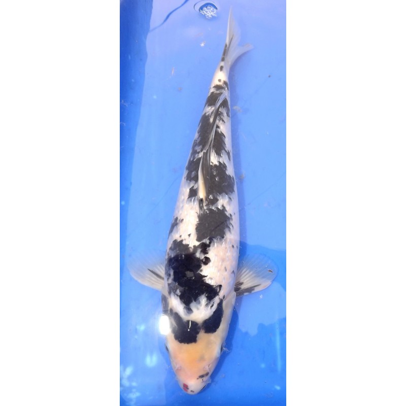 Ginrin Showa 35-40cm