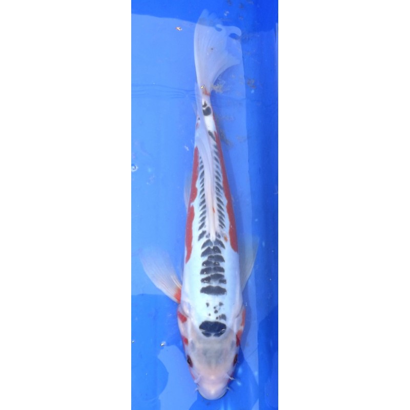 Shusui voile 35-40 cm