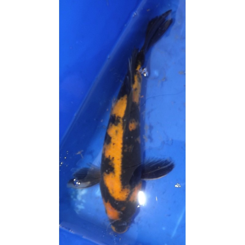 Ki utsuri voile 25-30 cm