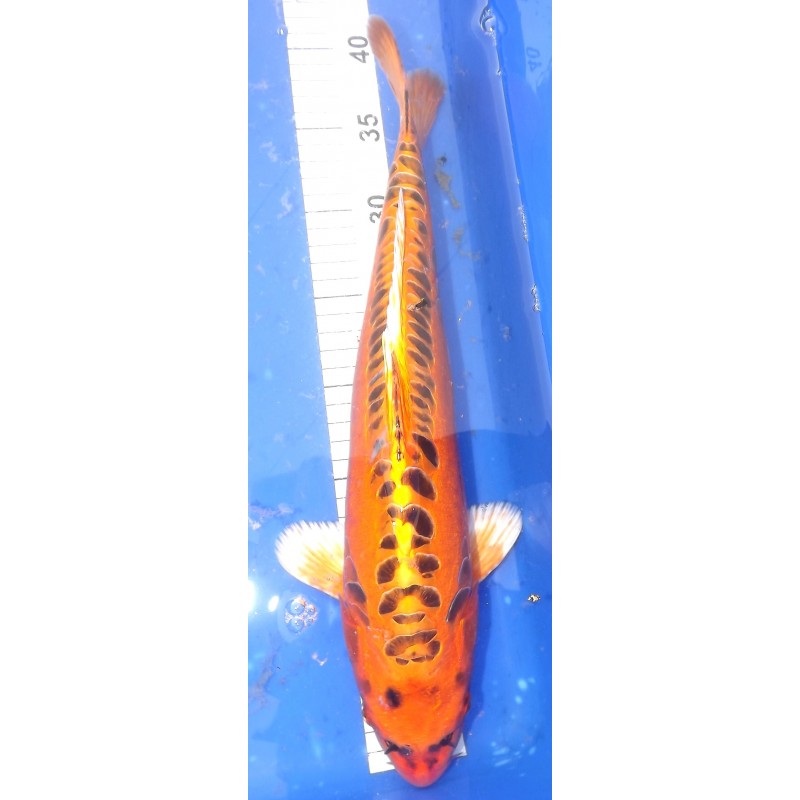 Mizuho Ogon 35-40 cm