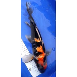 Kin Showa voile 35-40 cm