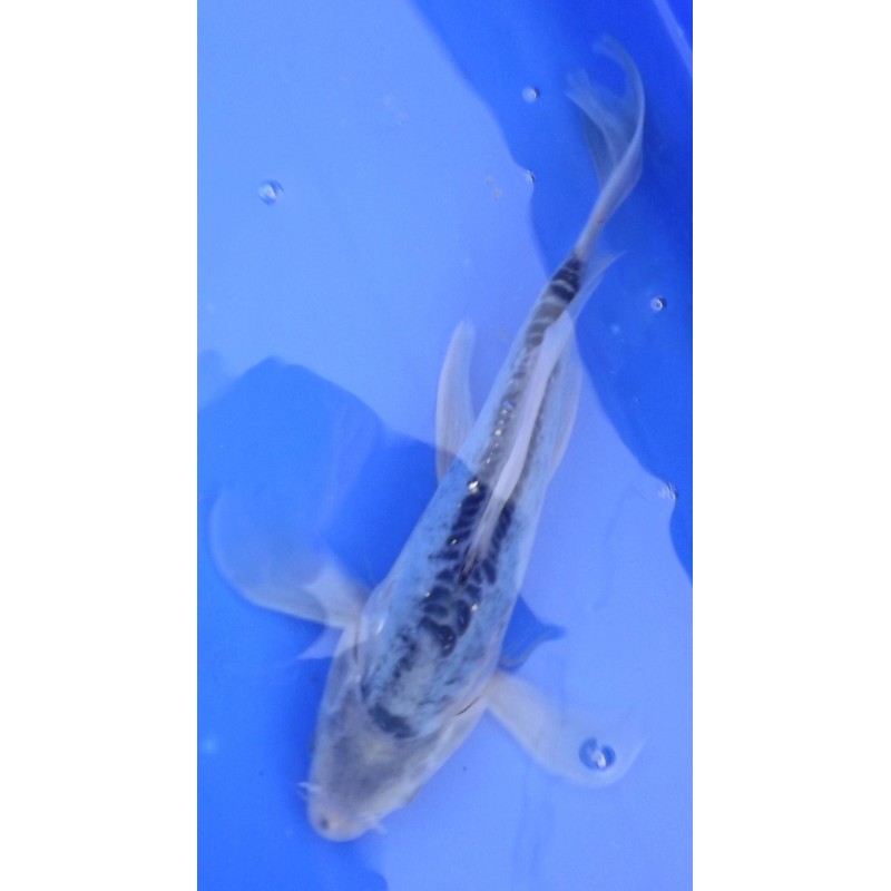 Shusui voile 25-30 cm