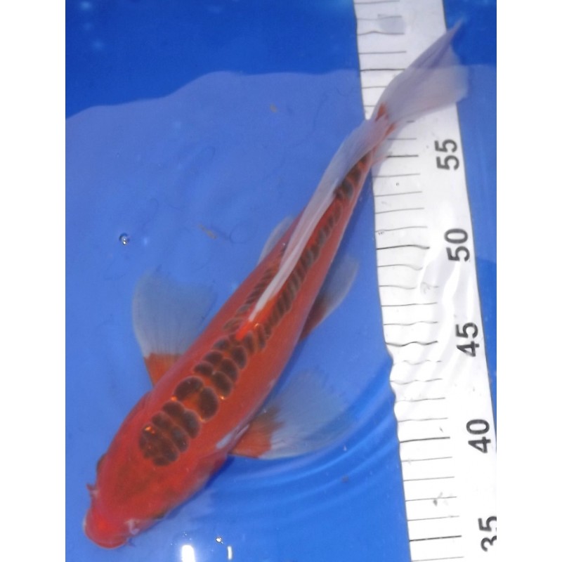 Hi Shusui voile 35-40 cm