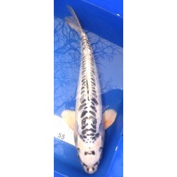 Doitsu Gin Matsuba mâle 44 cm