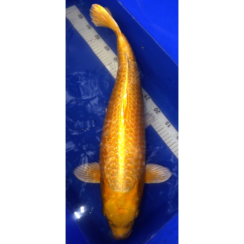 Ginrin Yamabuki Femelle 63 cm