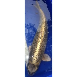 Ginrin Ghost Femelle 63 cm