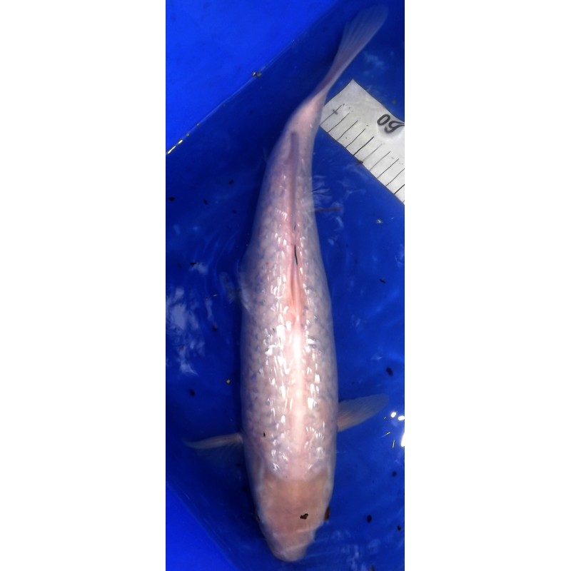 B : Ginrin Shiro bekko Femelle 43 cm