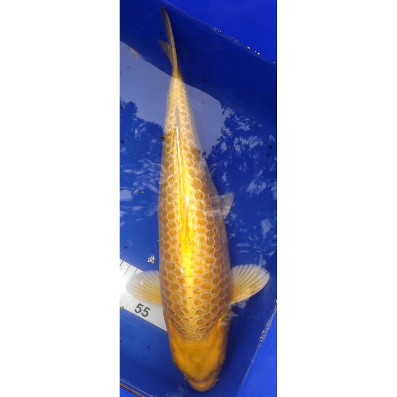 Ginrin Yamabuki Femelle 40-45 cm