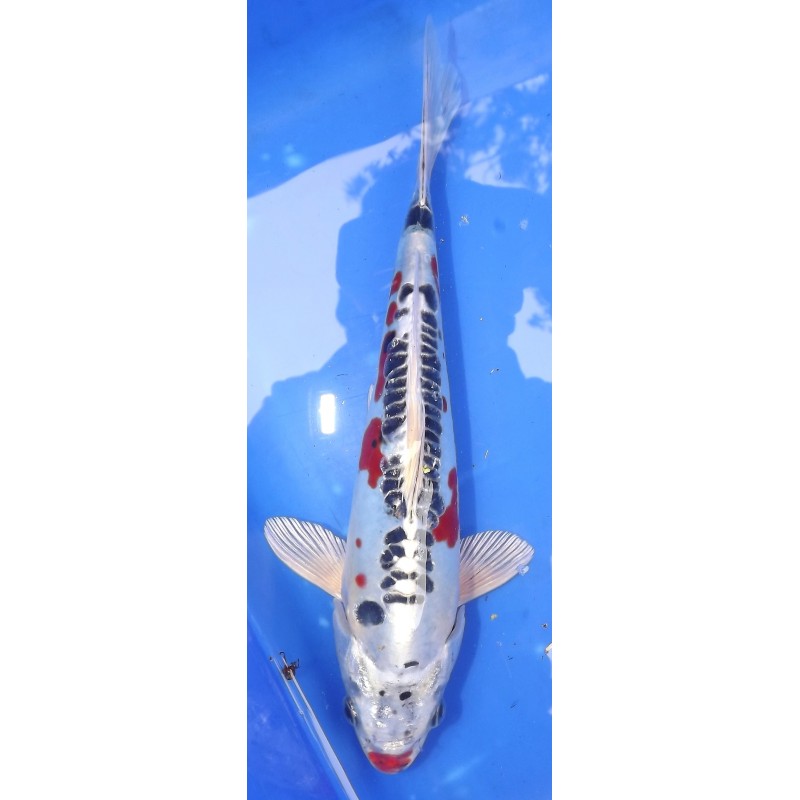 Doitsu Kujaku 20-25 cm