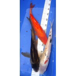 B Doitsu Orange : 35-40 cm