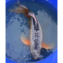 Shusui voile Femelle 70-75 cm