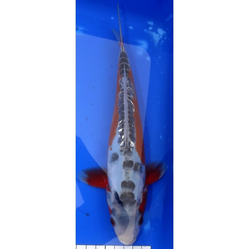 Ginrin Shusui 25-30 cm