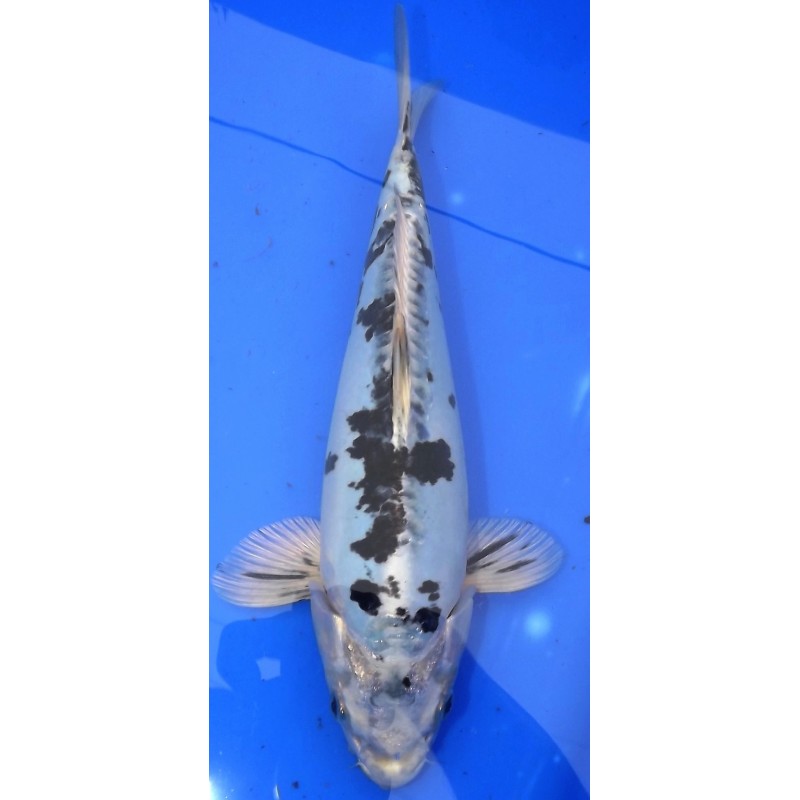 Doitsu shiro utsuri 25-30 cm