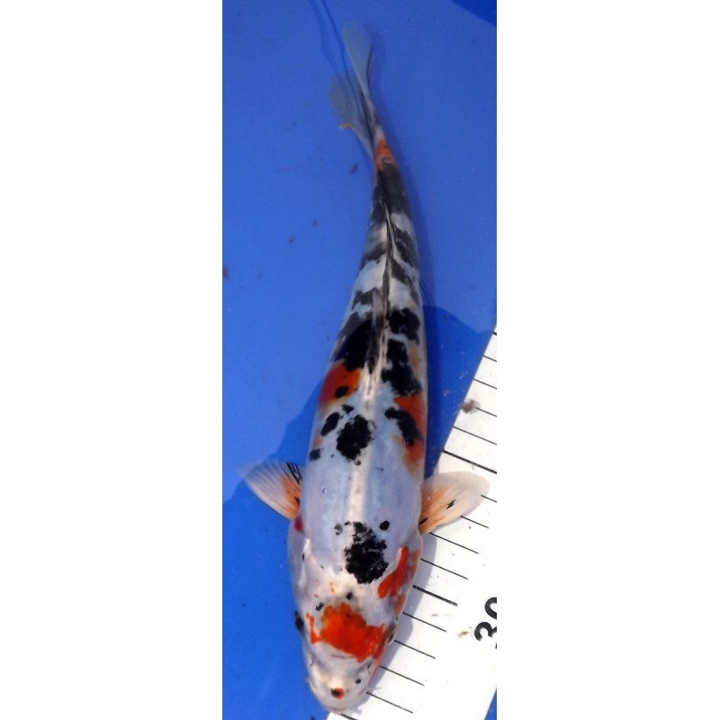 Doitsu Yamatonishiki 25-30 cm