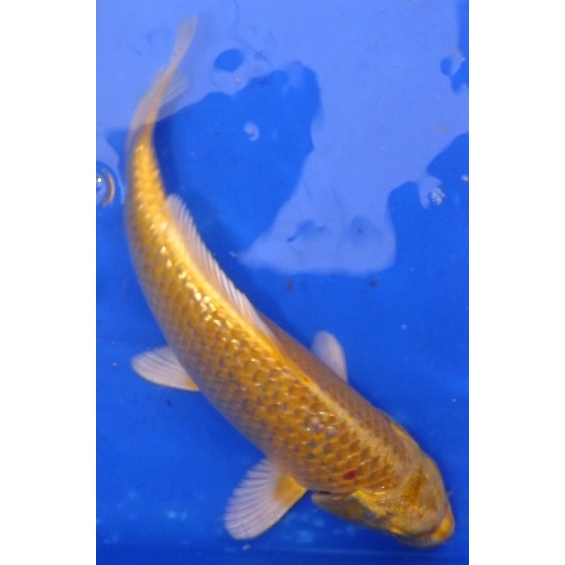 Ginrin Yamabuki 25-30 cm