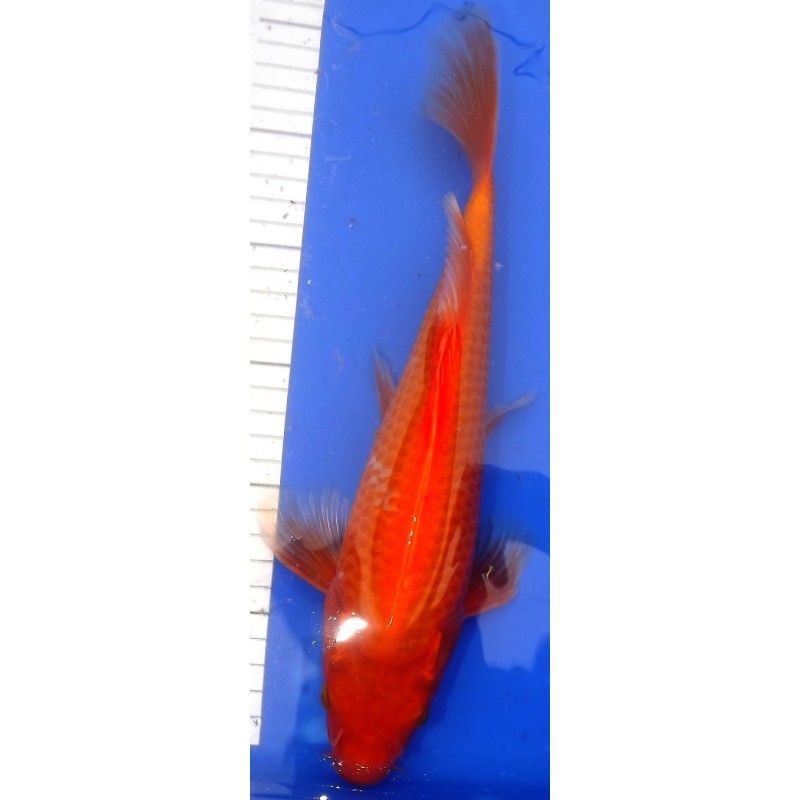 Benigoï voile 30-35 cm