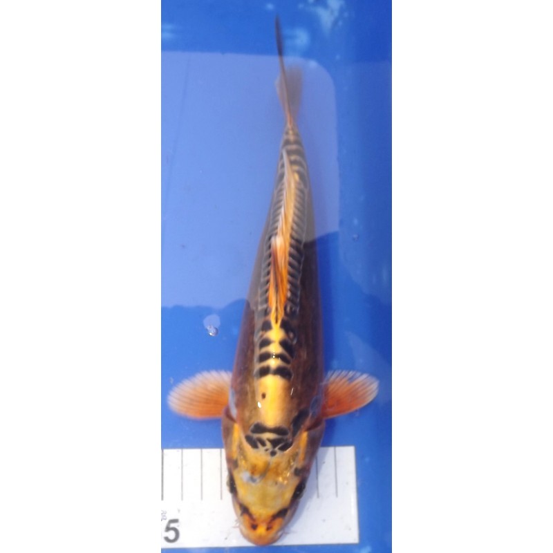 Doitsu Ki Matsuba / Ki Kikokuryu 25-30 cm