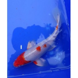 Hariwake voile 20-25 cm