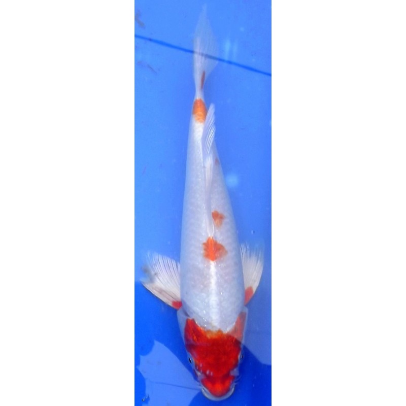 Hariwake voile 20-25 cm