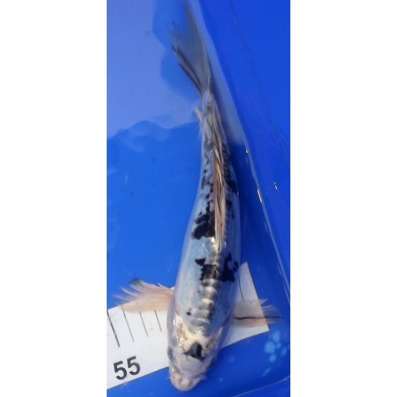 Doitsu Shiro Utsuri voile 25-30 cm