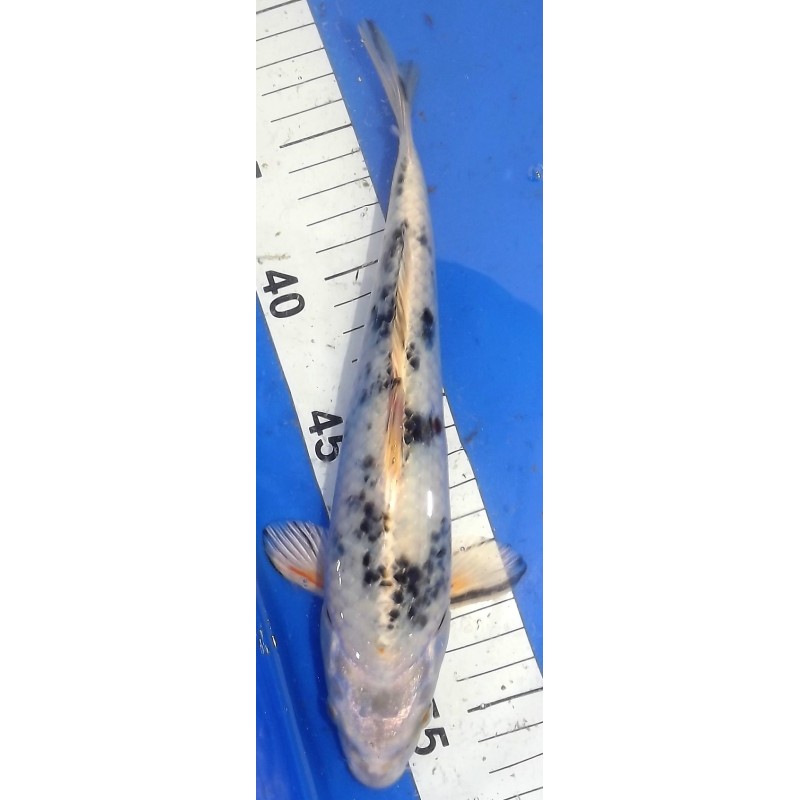 Yamatonishiki 25-30 cm