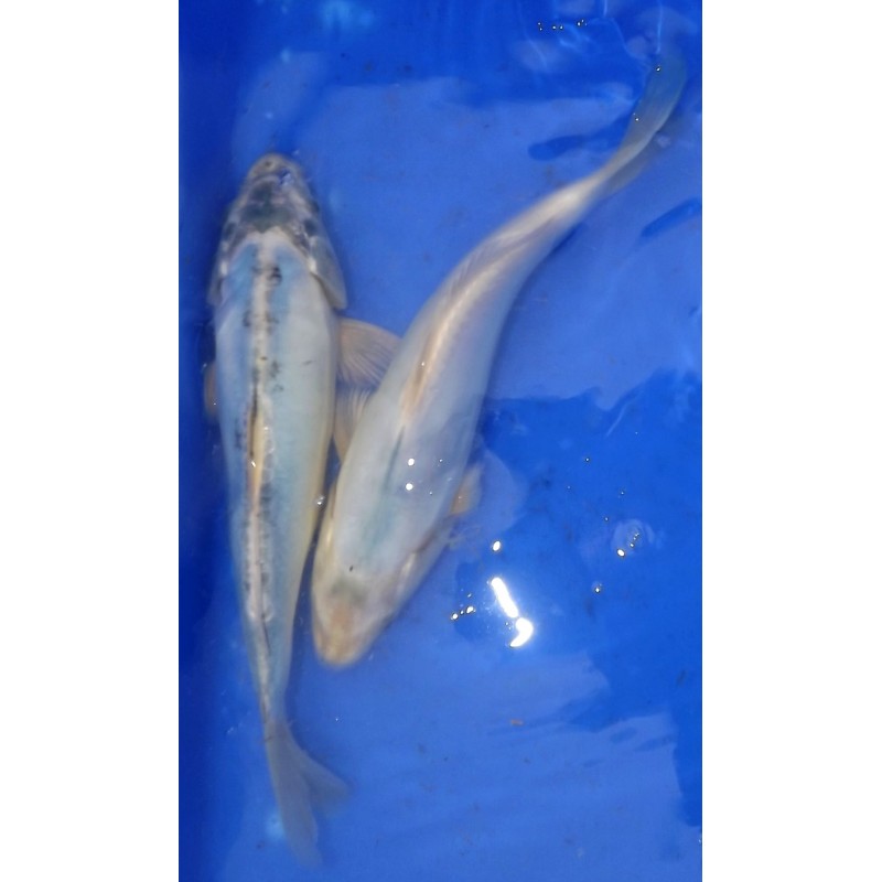 B : Doitsu bleu 25-30 cm