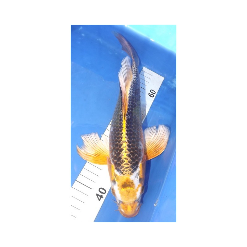 Ki Ghost voile 30-35 cm