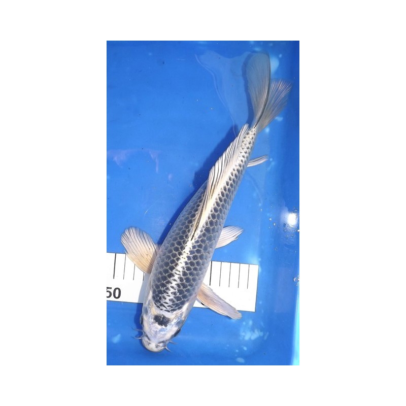 Gin Kabuto voile 30-35 cm