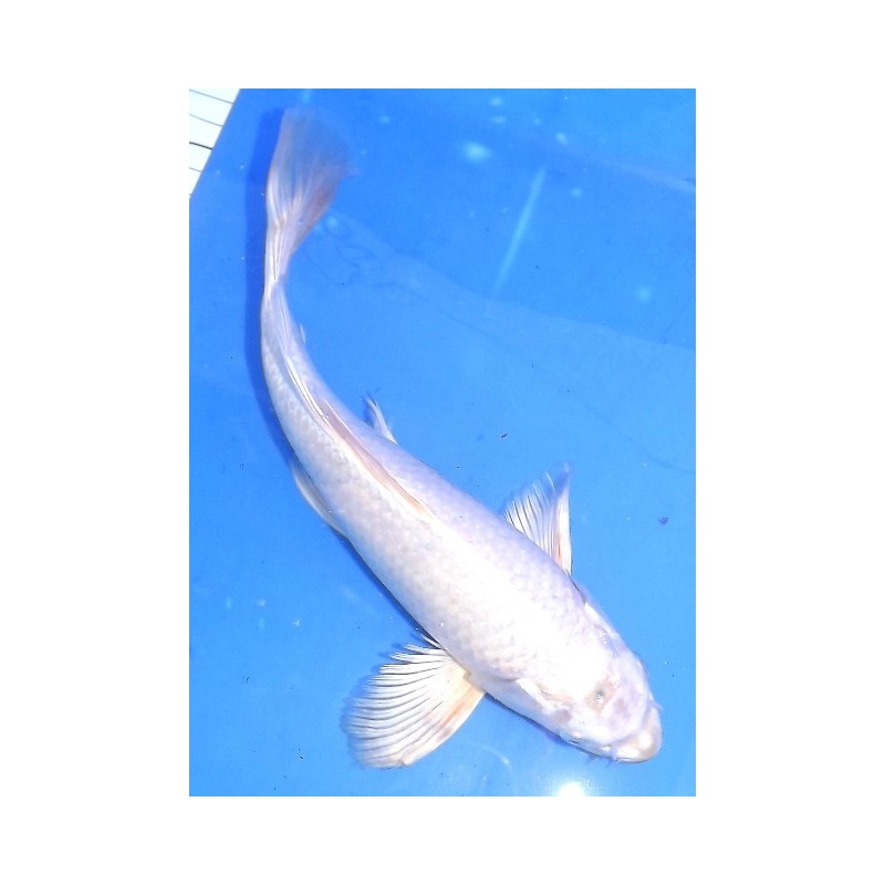 platinium voile 25-30 cm