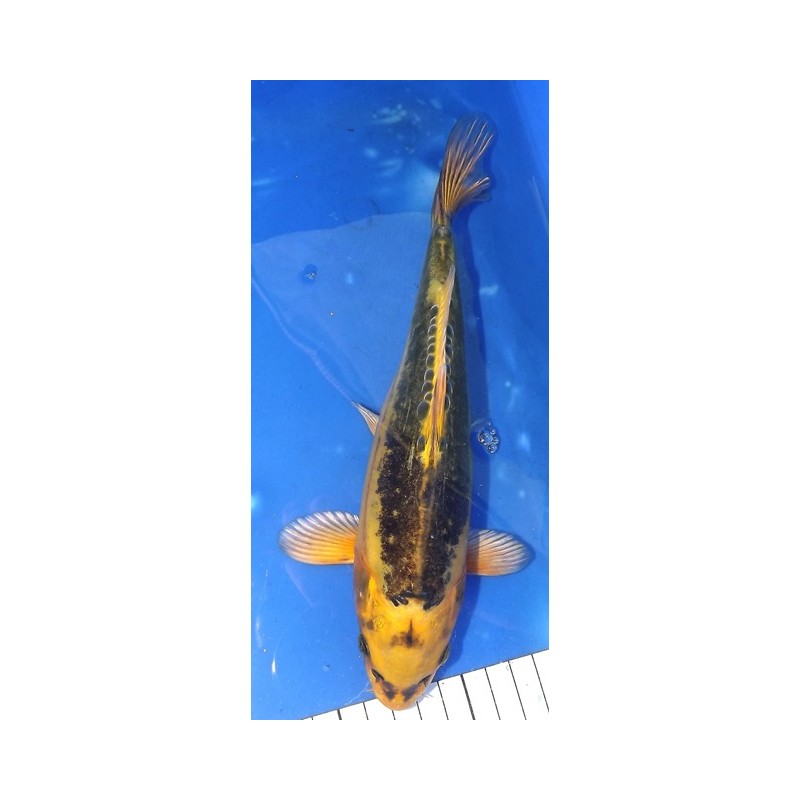 Ki Kikokuryu 25-30 cm