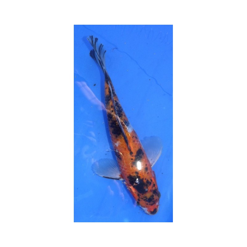 Sanke voile 25-30 cm