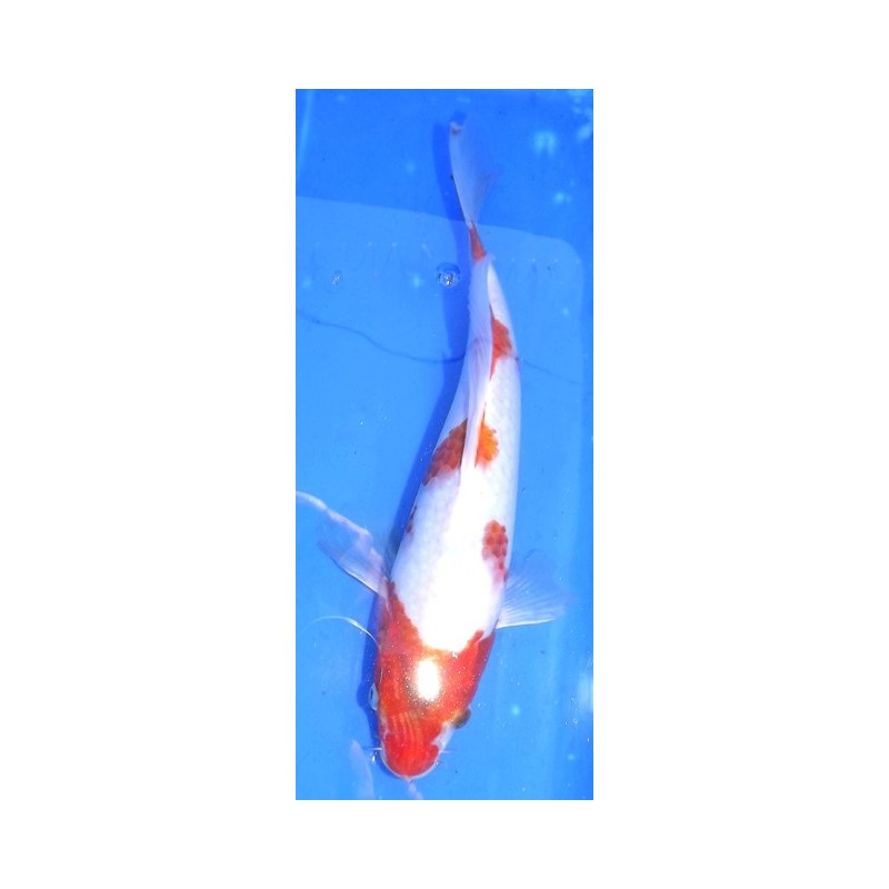 Ai Goromo voile 25-30 cm