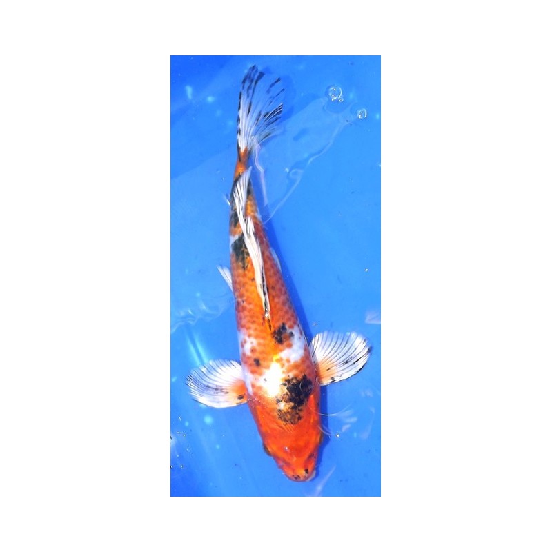 Kin Sanke voile 25-30 cm