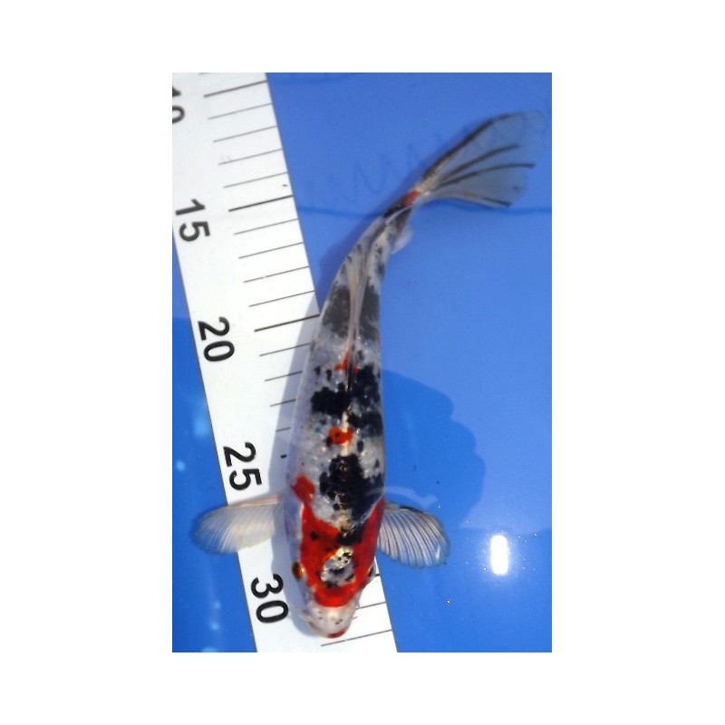 Sanke/Showa voile 20-25 cm