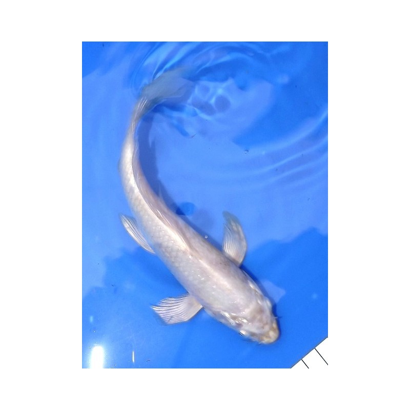 platinium voile 20-25 cm