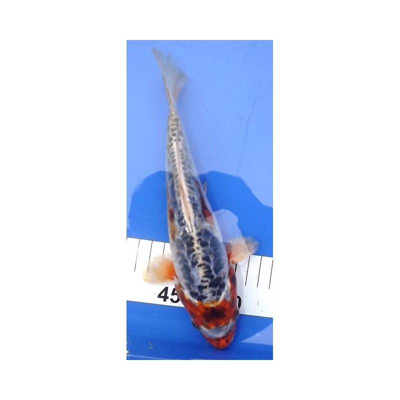 Doitsu Kujaku 25-30 cm