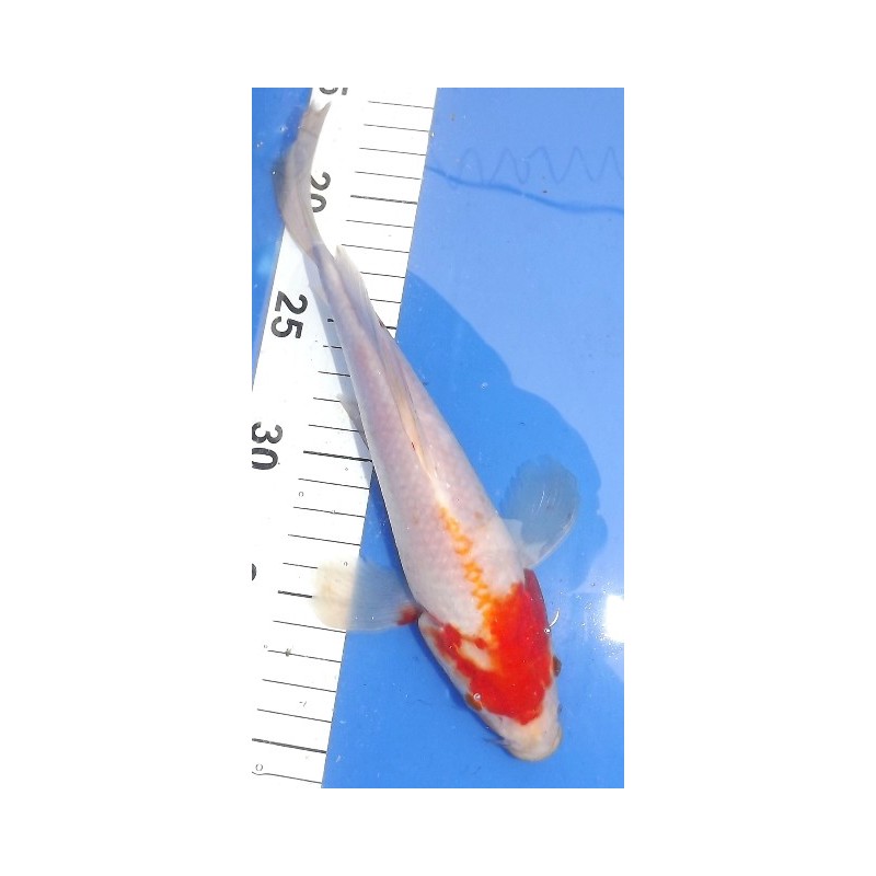 Kohaku voile 25-30 cm