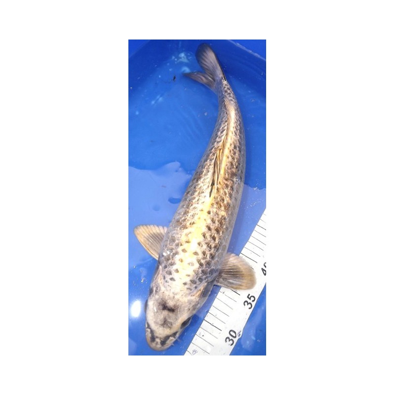 Ginrin Ghost Mâle 45-50 cm