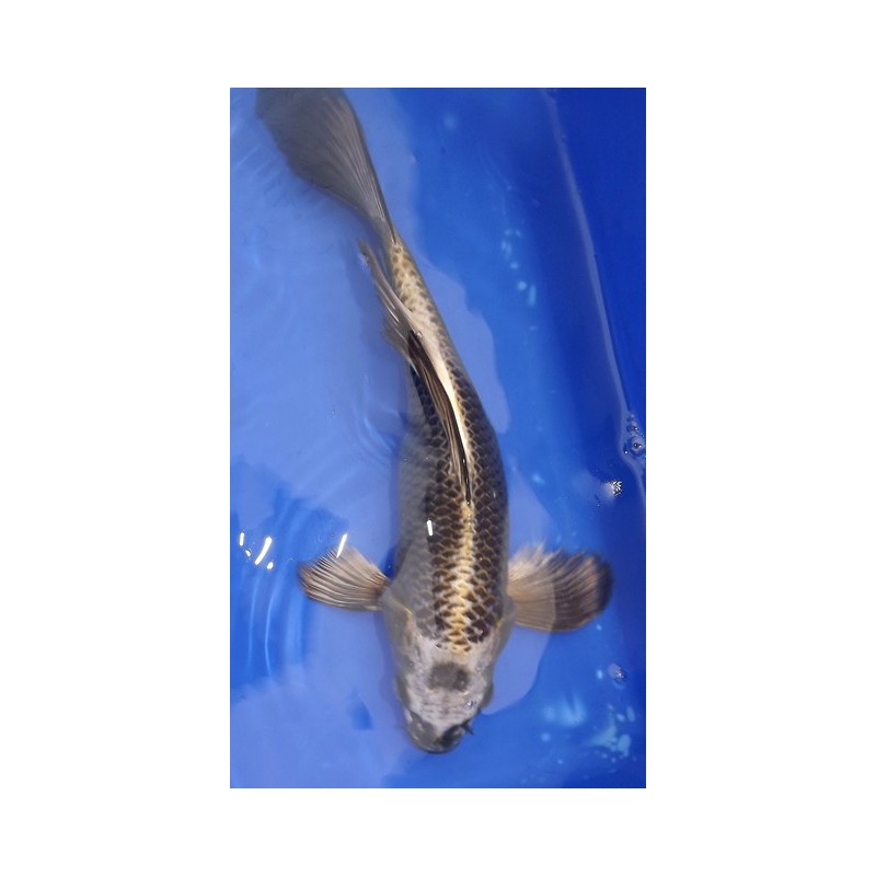 B : Kabuto voile 35-40 cm